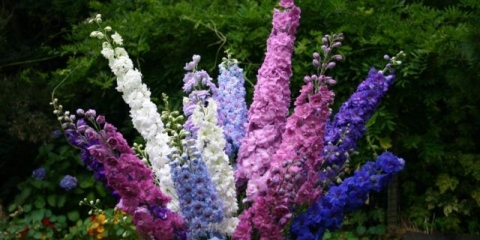 Delphinium: štetočine i bolesti